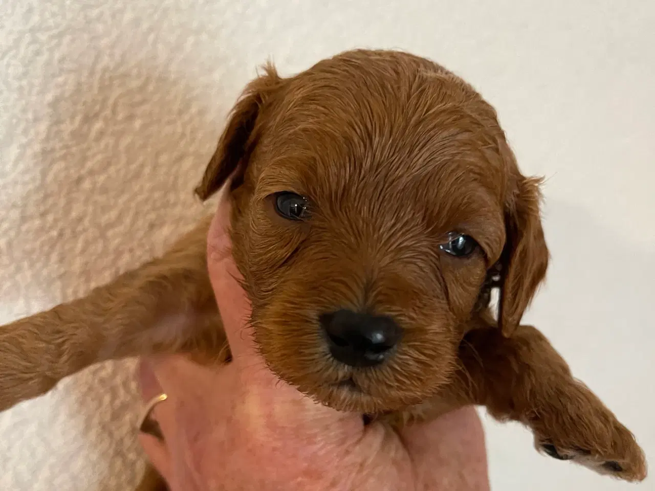 Billede 2 - Maltipoo til efterårs ferien ?