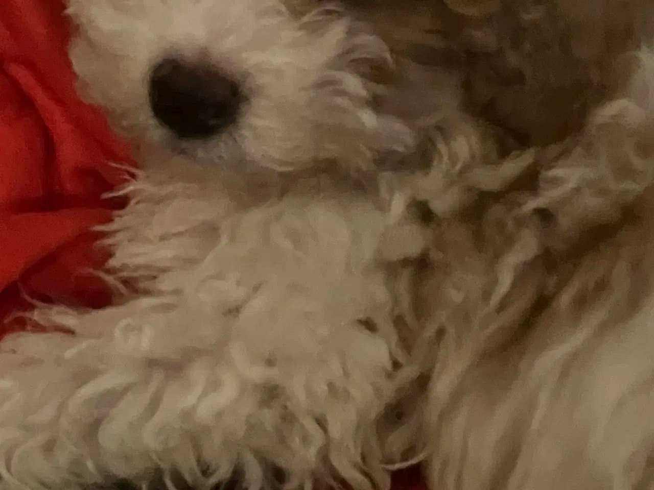 Billede 2 - HAVAPOO HVALPE-REJSEKLARE NU!