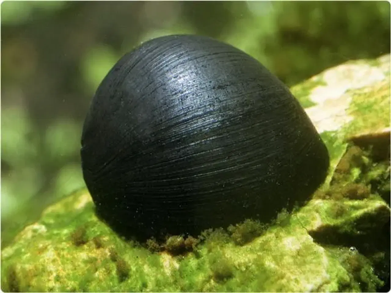 Billede 1 - NERRITINA natalensis Black Helmet