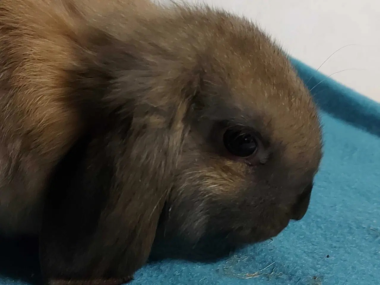 Billede 4 - To skønne dvægvædder unger 