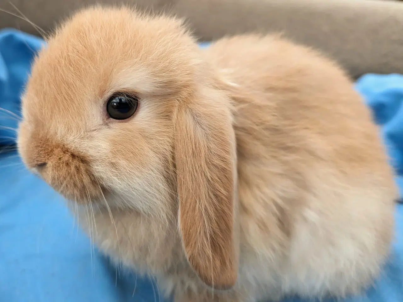 Billede 2 - Minilop kaninunge sælges