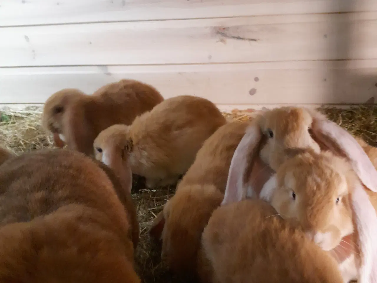 Billede 1 - Lækre kaninunger sælges