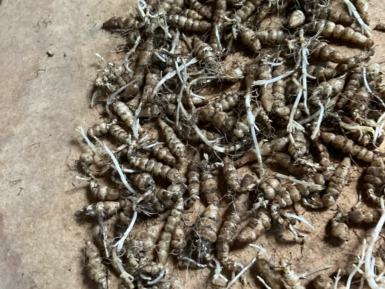 Billede 5 - Knoldgaltetand også kaldt kinaskok