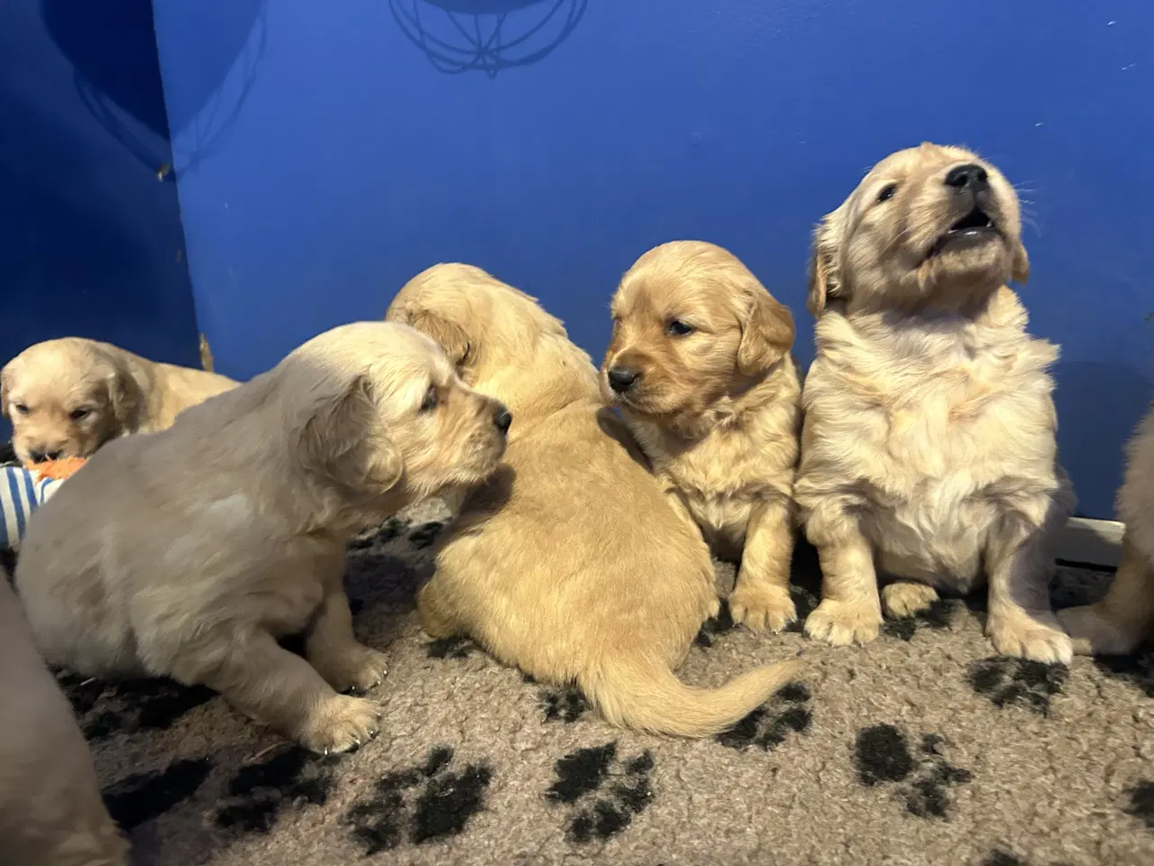 Billede 6 - Skønne Golden Retriever 