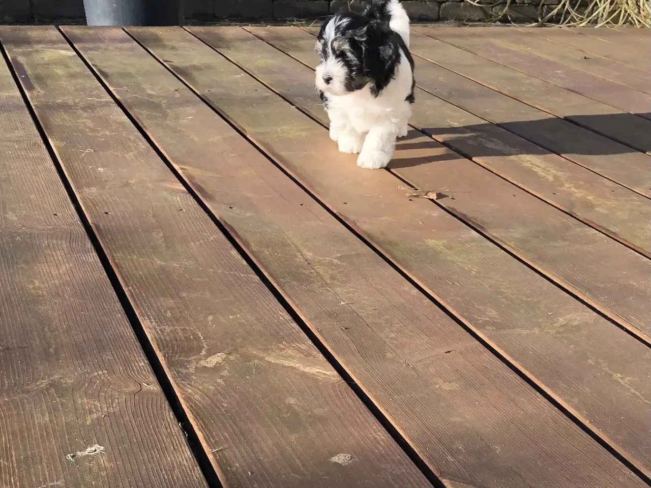 Billede 2 - Lækker Lhasadoodle dreng