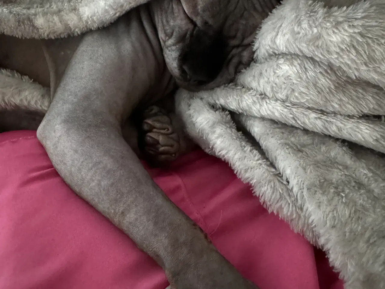 Billede 8 - Sphynx kat søger nyt hjem