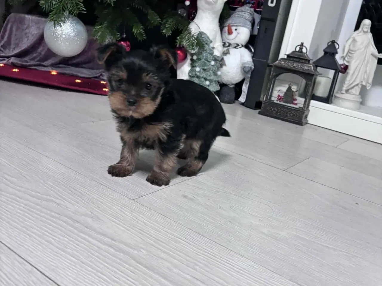 Billede 2 - Yorkshire Terrier hvalpe