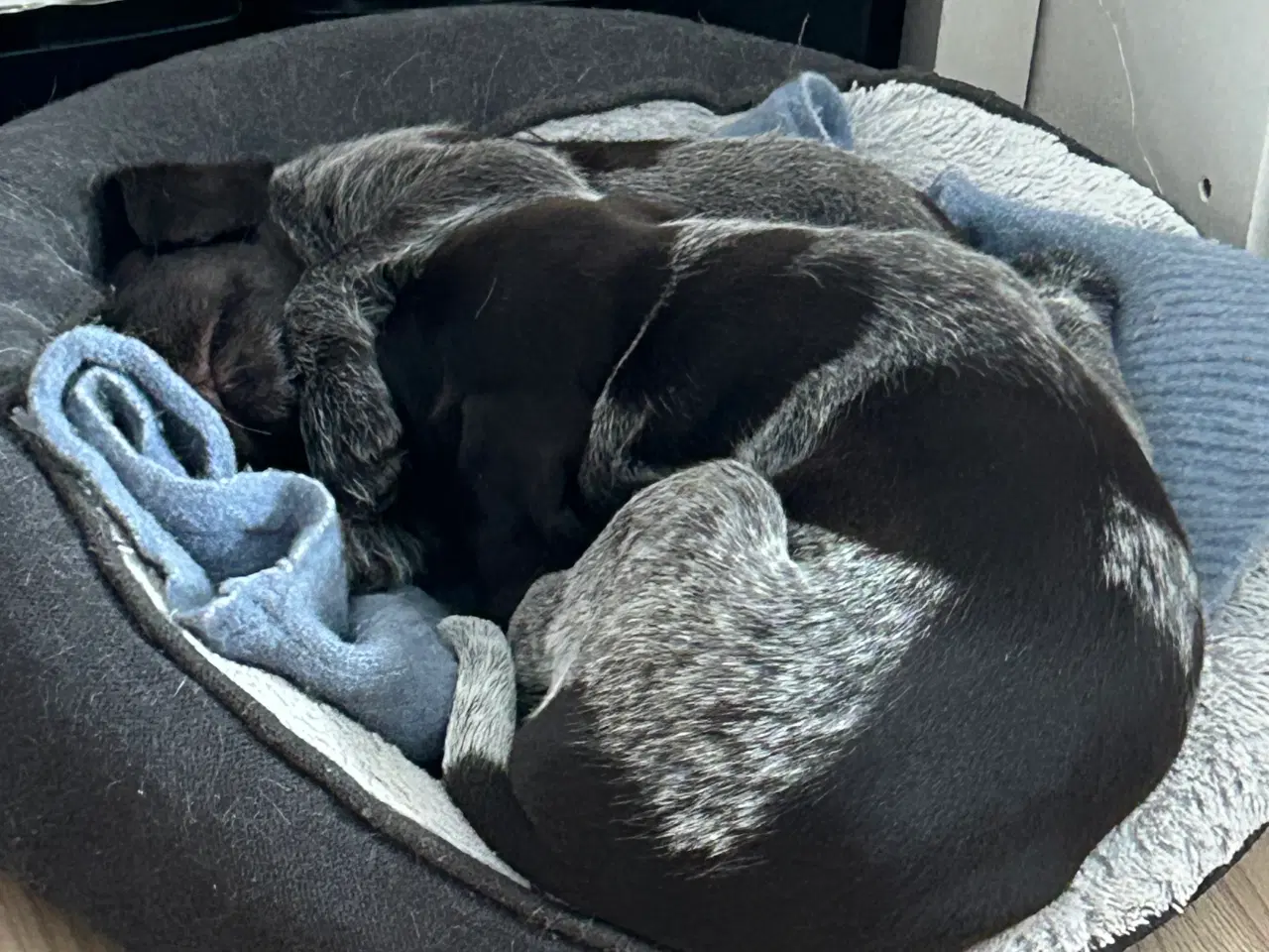 Billede 5 - Rughårede hønsehunds hvalpe