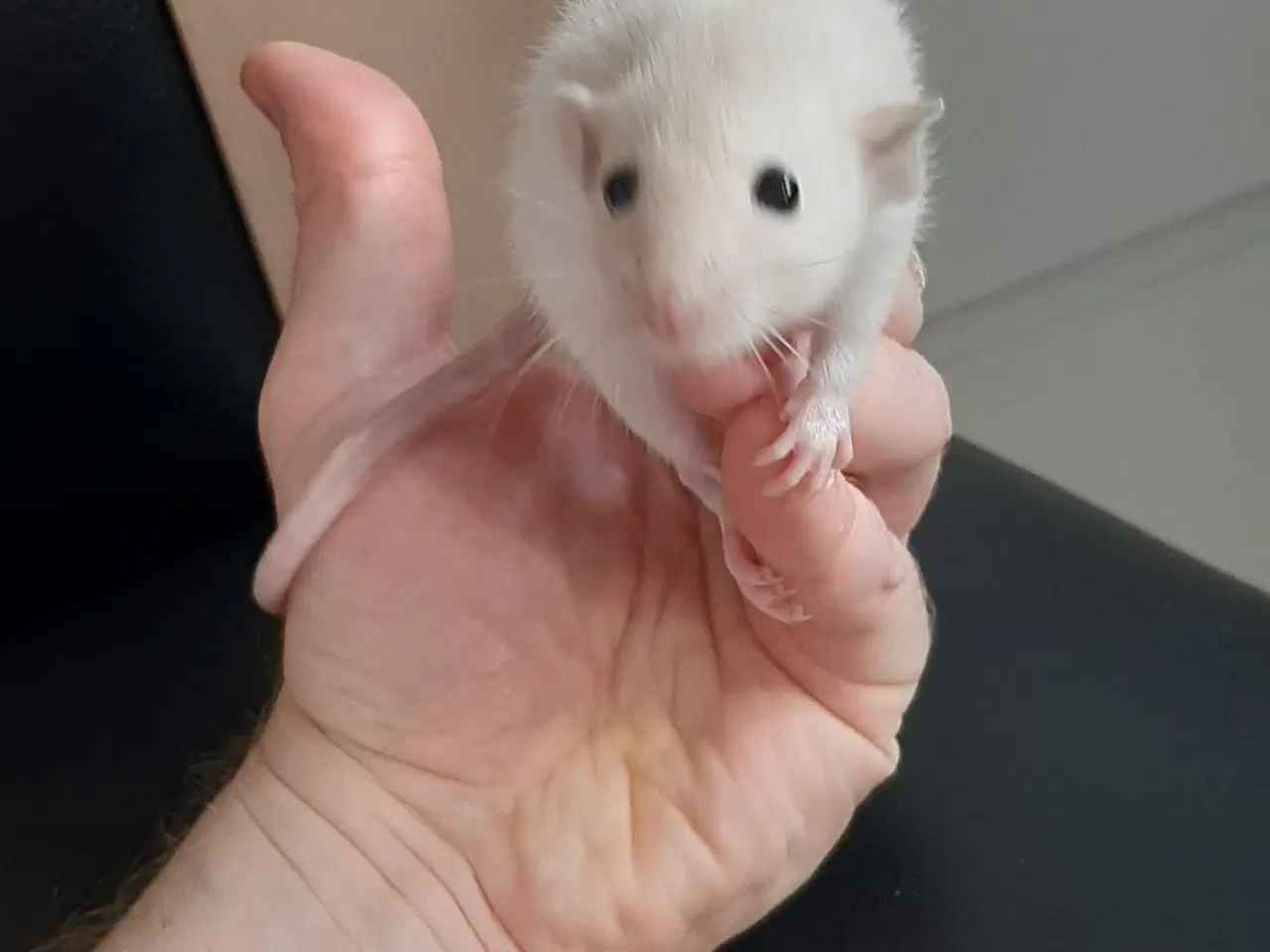 Billede 2 - Tamrotte fra kærlig hobbyopdræt 🐭✨