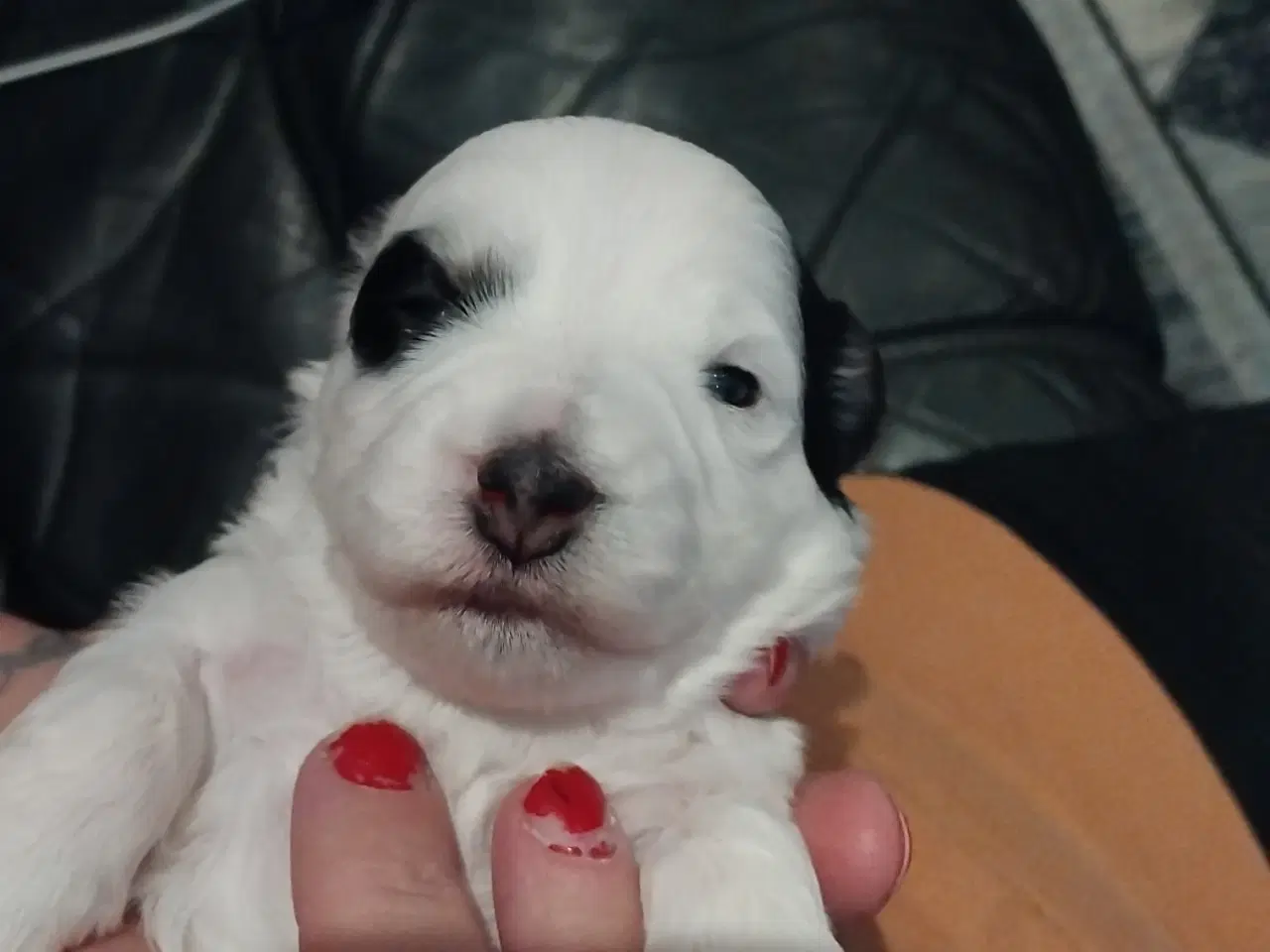 Billede 3 - Lækre hvalpe klar til at flytte d 1/3