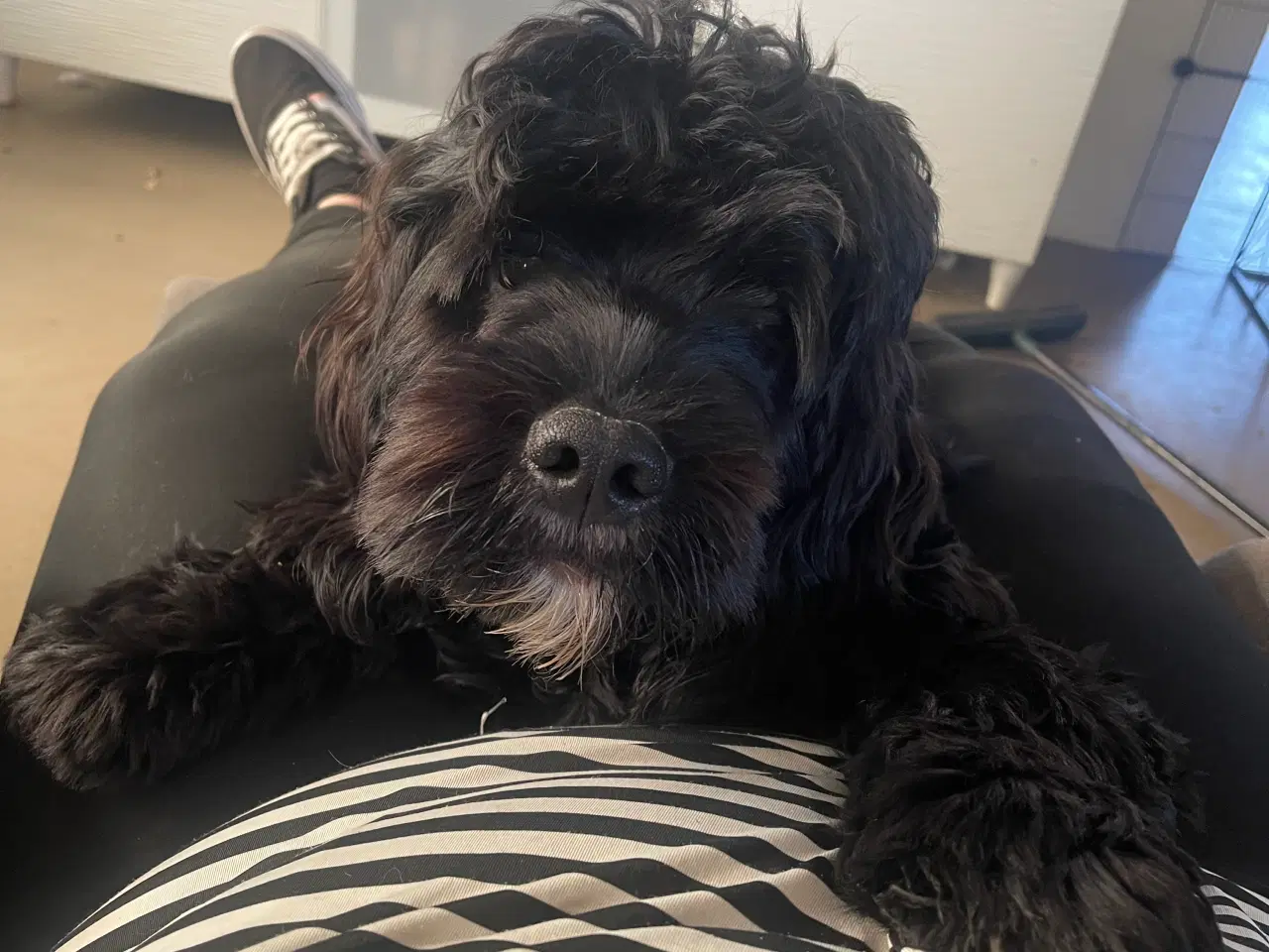 Billede 1 - Hund søger nyt blivende hjem 