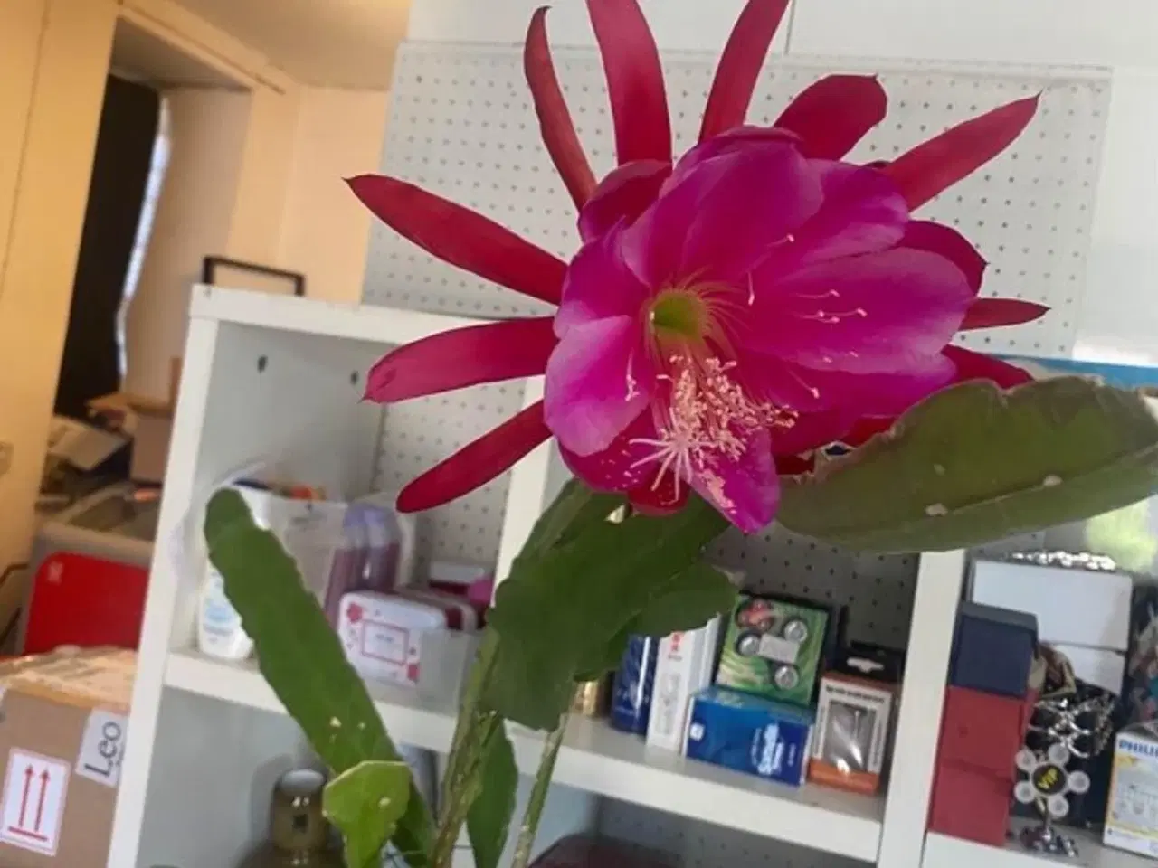 Billede 5 - Epiphyllum yallow tang zigzag stilkning m roder 