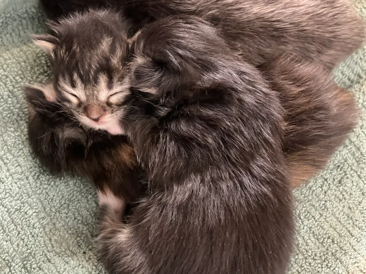 Billede 1 - Fineste Maine Coon killinger