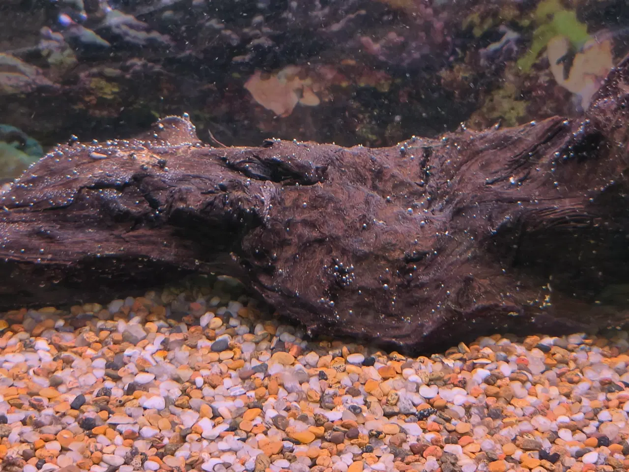 Billede 3 - 54 liters akvarie med udstyr 