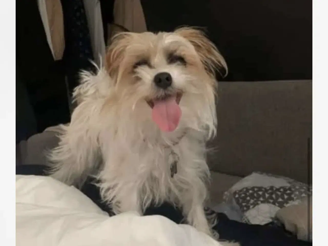Billede 6 - Jack russell/ Malteser tæve