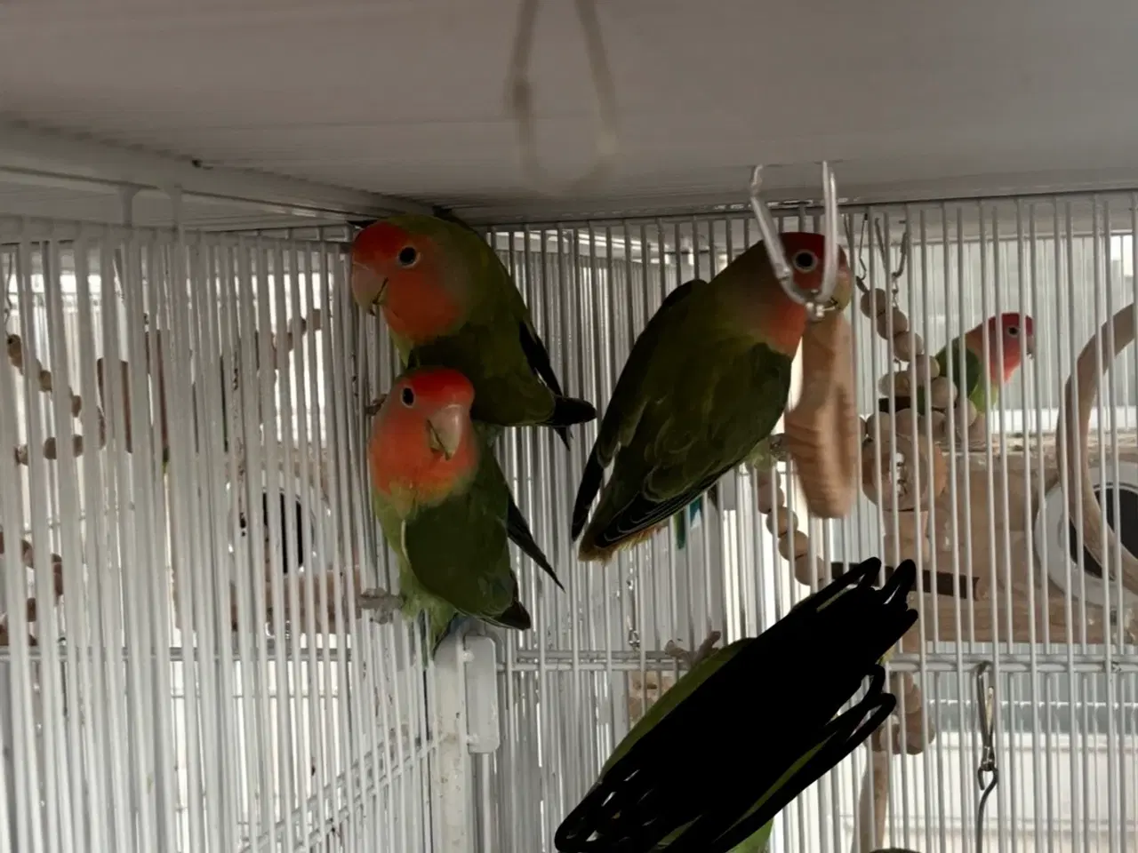 Billede 2 - 5 rosenhovedet dværgpapegøjer 