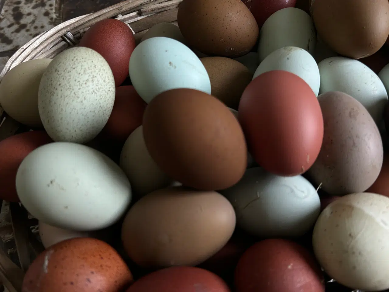 Billede 12 - Rugeæg I Gode Farver