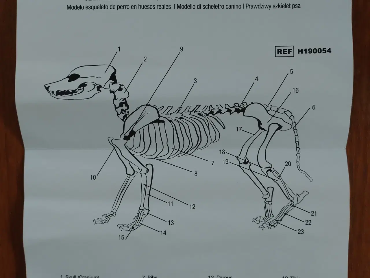 Billede 7 - Anatomimodel - hundeskelet