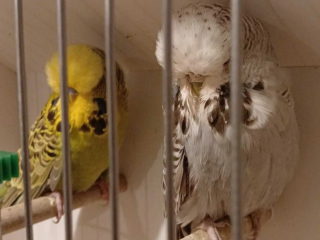 Billede 6 - 1 par Engelske undulater 