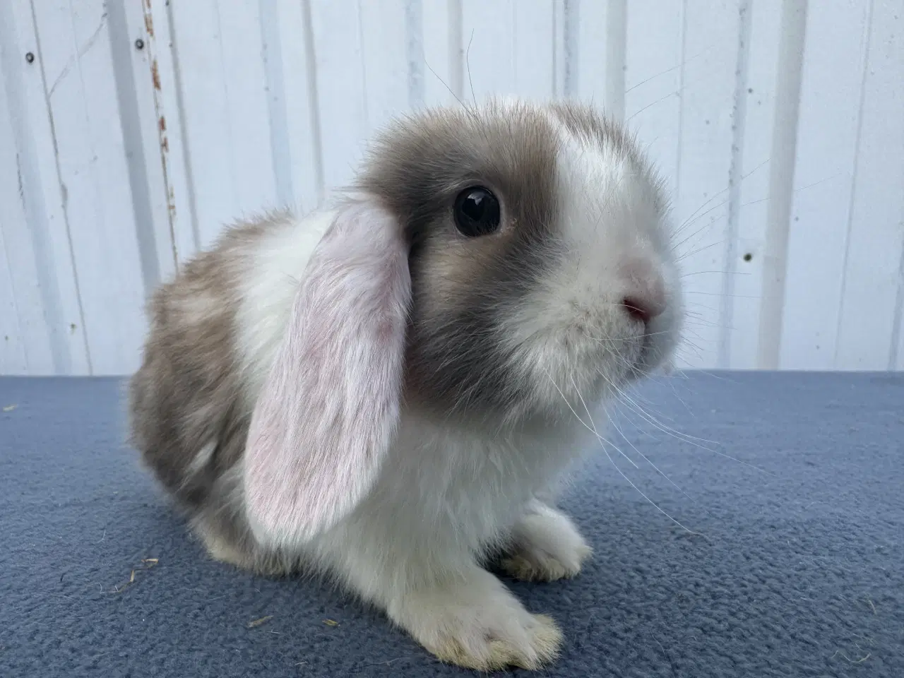 Billede 2 - Dværgvædder/Mini lop hunkanin