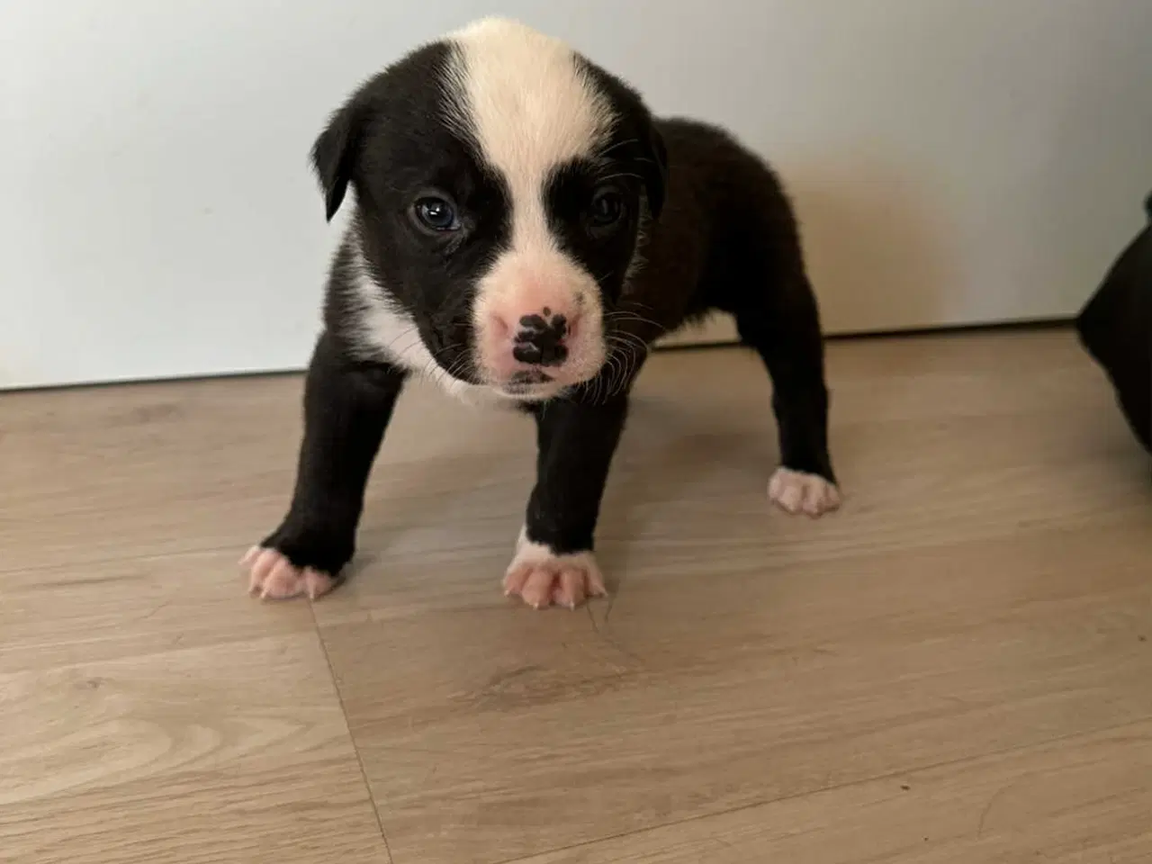 Billede 11 - Bull-Aussie