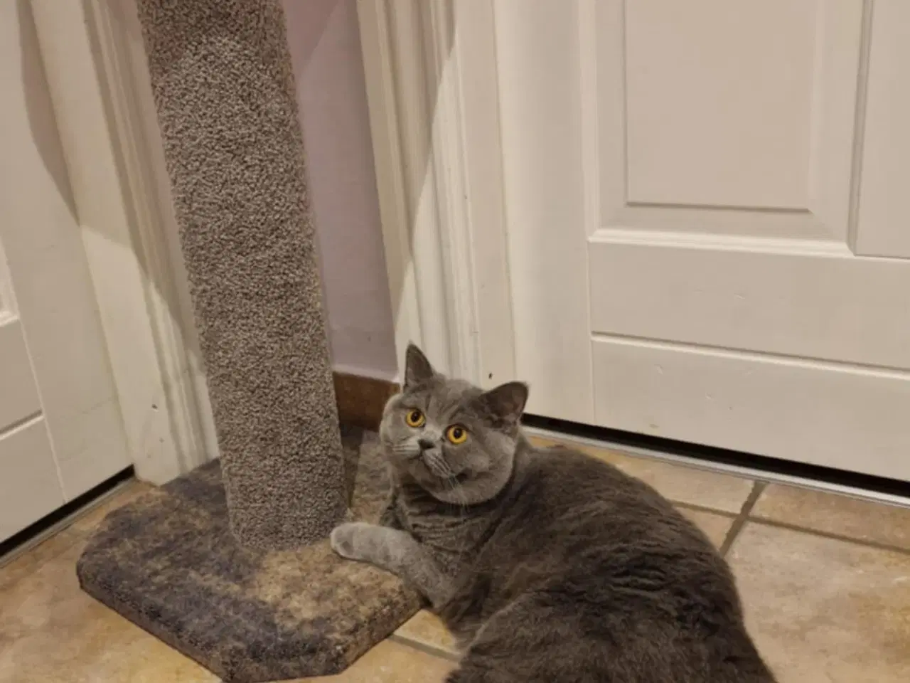 Billede 8 - British shorthair killinger