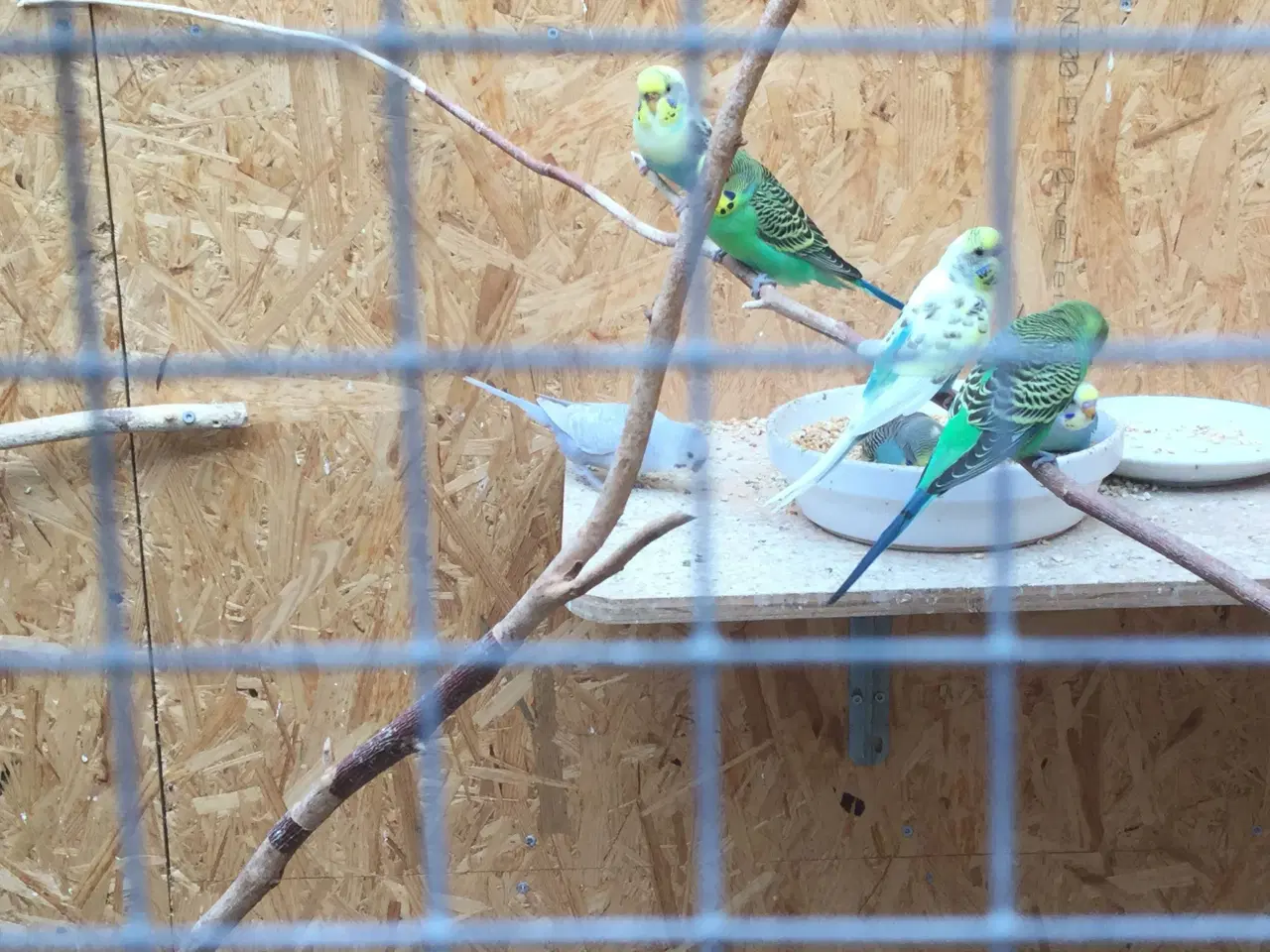 Billede 4 - Australske undulater