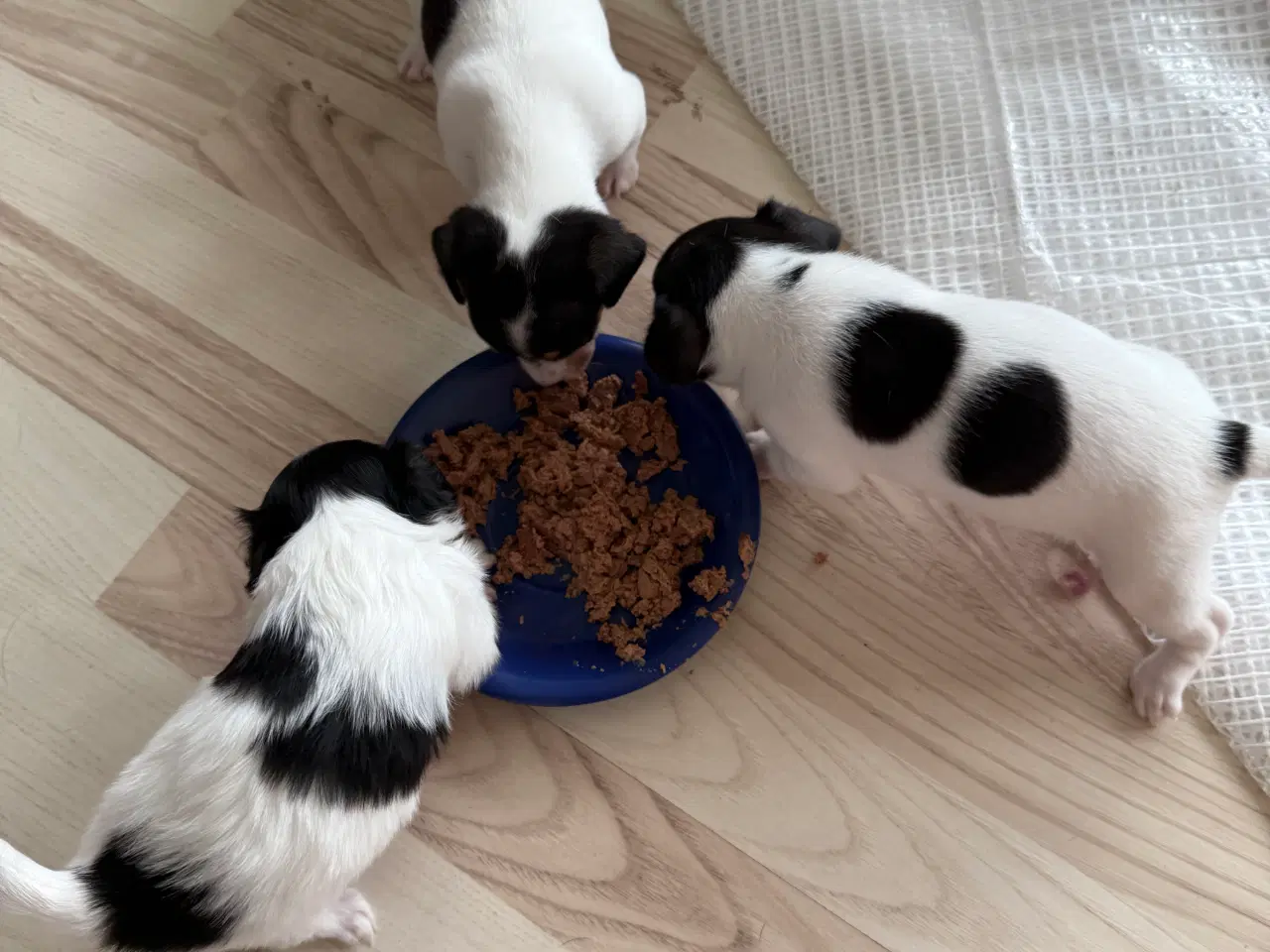 Billede 2 - Mini Chihuahua