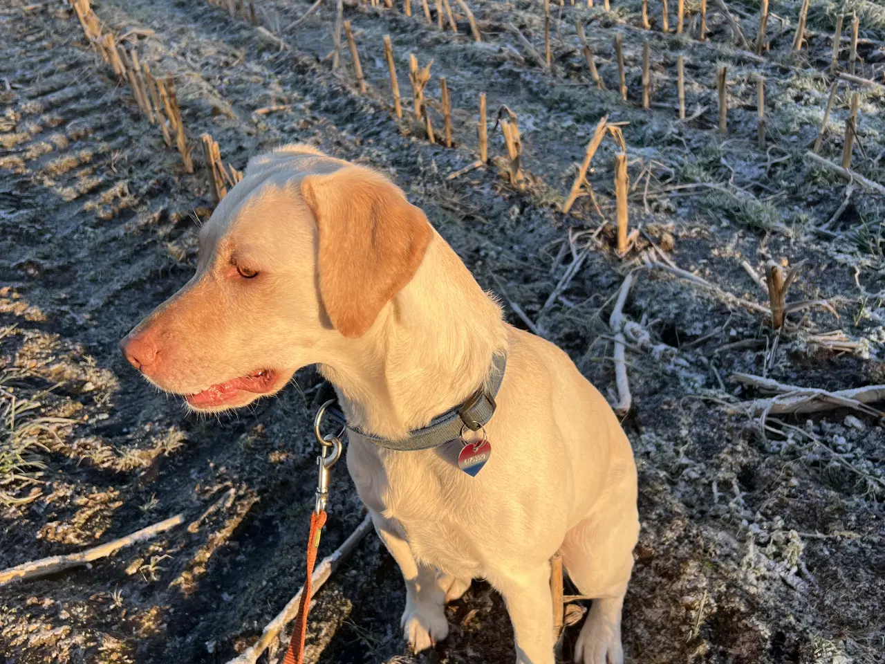 Billede 9 - Brune labrador hvalpe