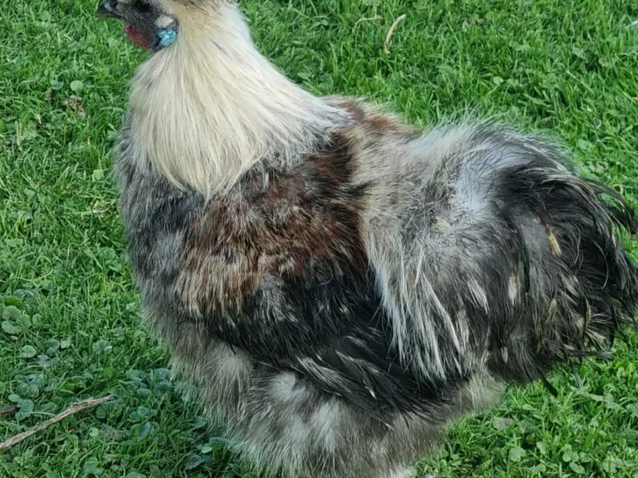 Billede 2 - Flot Silke Hane søger nyt hjem GRATIS