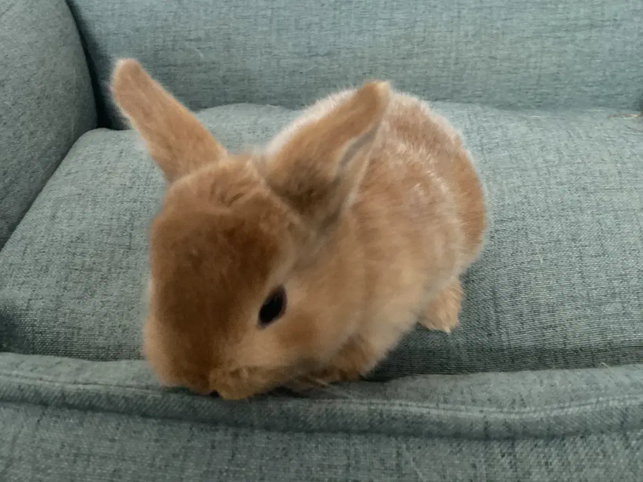 Billede 5 - Kælne dværgvædder 