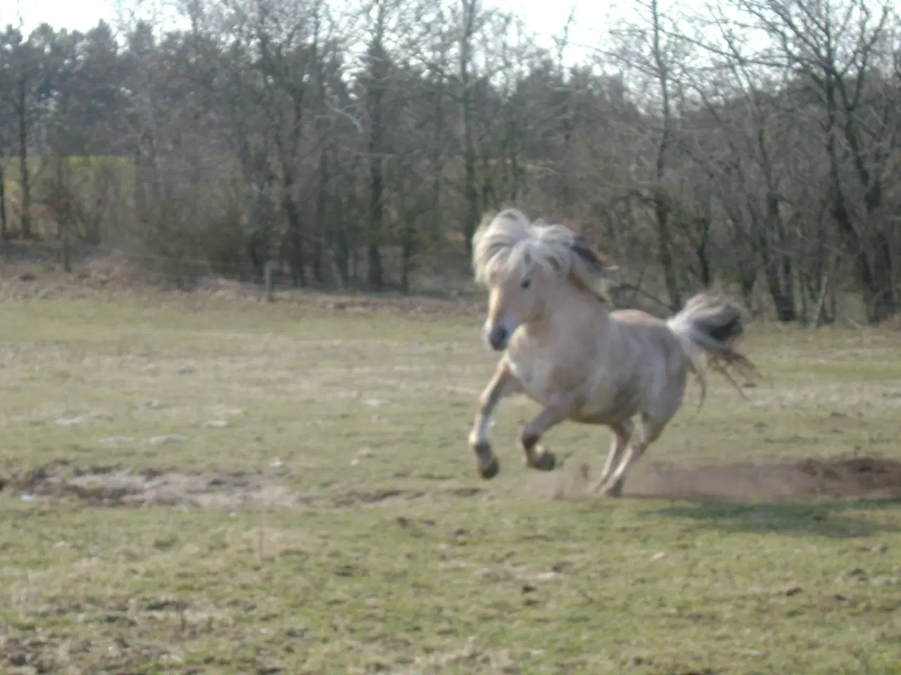 Billede 3 - fjordhest hingst