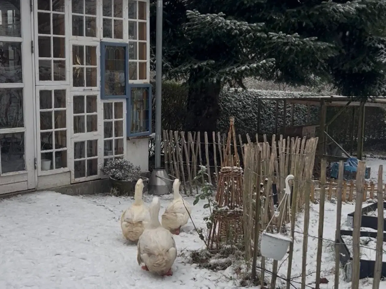 Billede 3 - Landænder