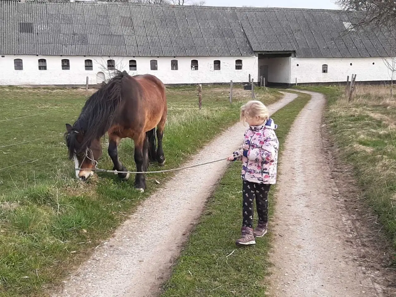 Billede 5 - Nordsvensk hoppe sælges 