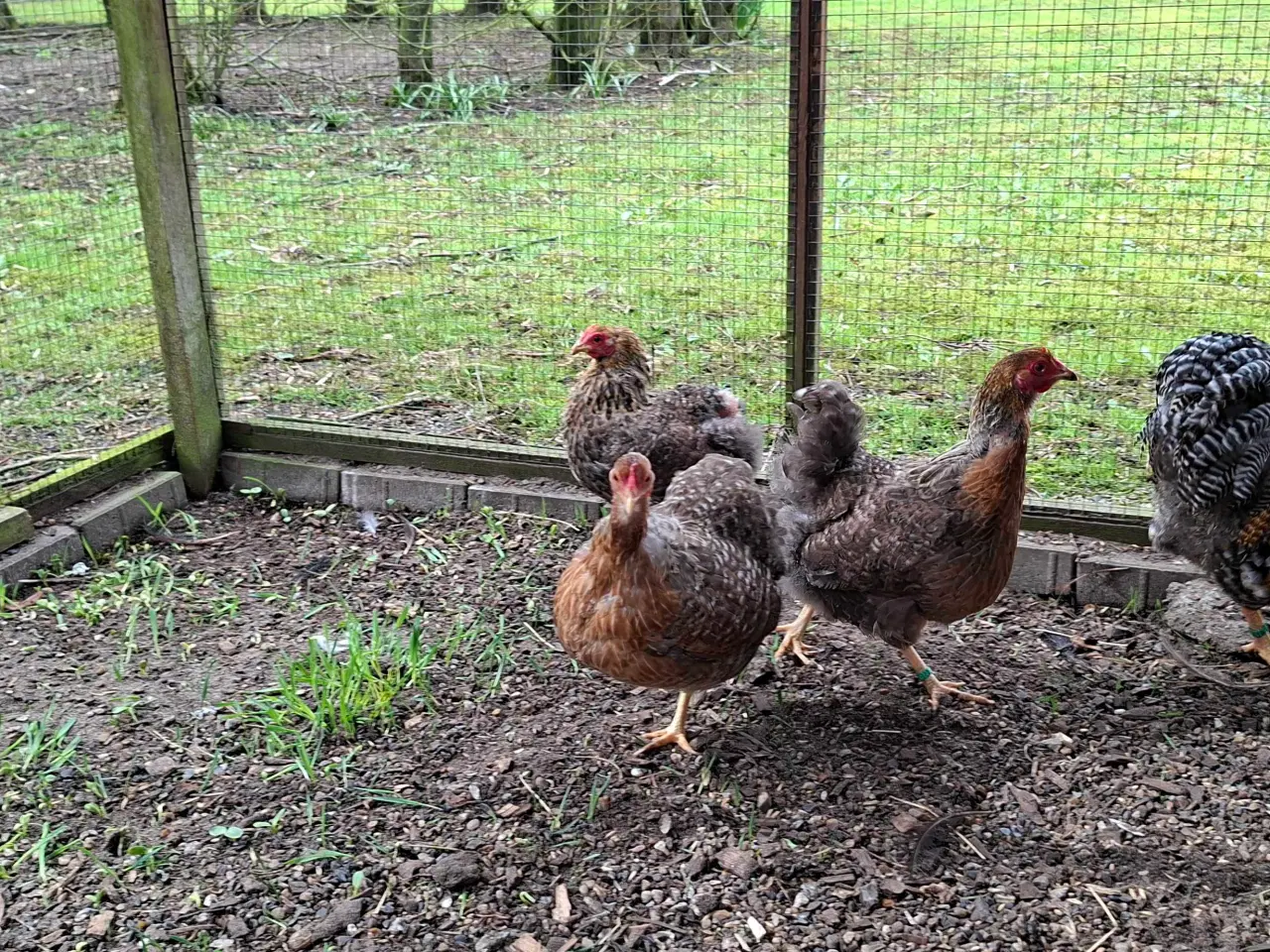 Billede 2 - Dværghøns 