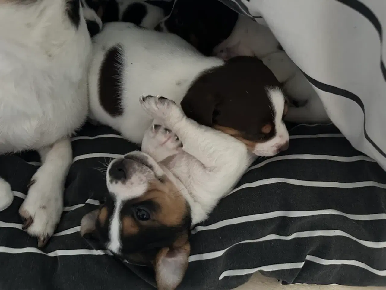 Billede 5 - Skønneste DSG hvalpe