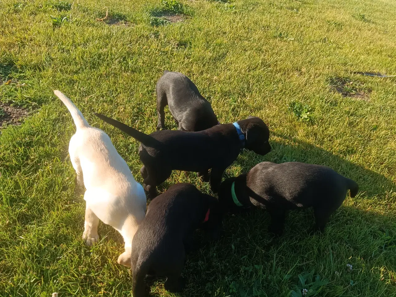 Billede 2 -  Labrador Formel 1 hvalpe 