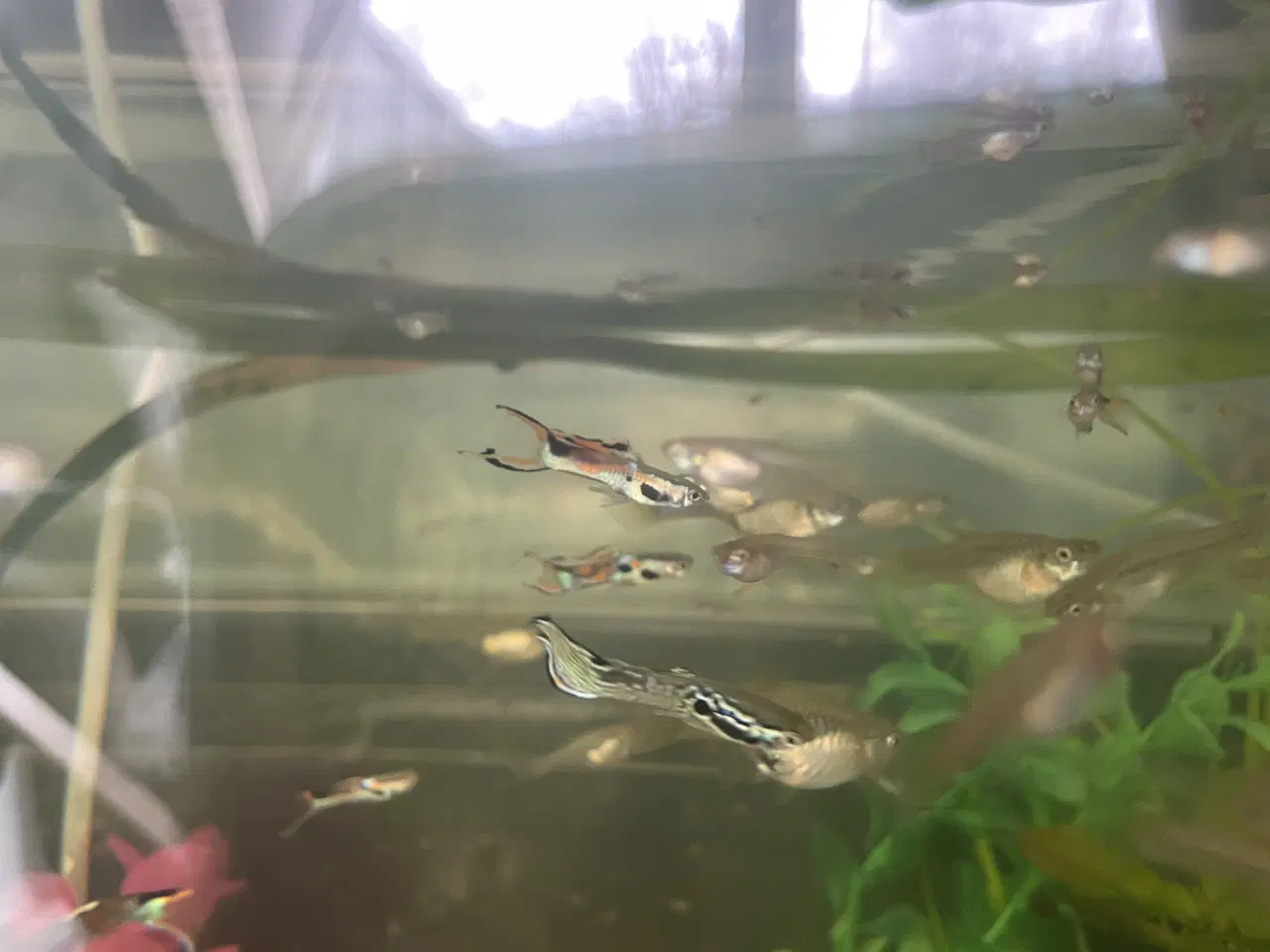 Billede 1 - Endlers, Guppy