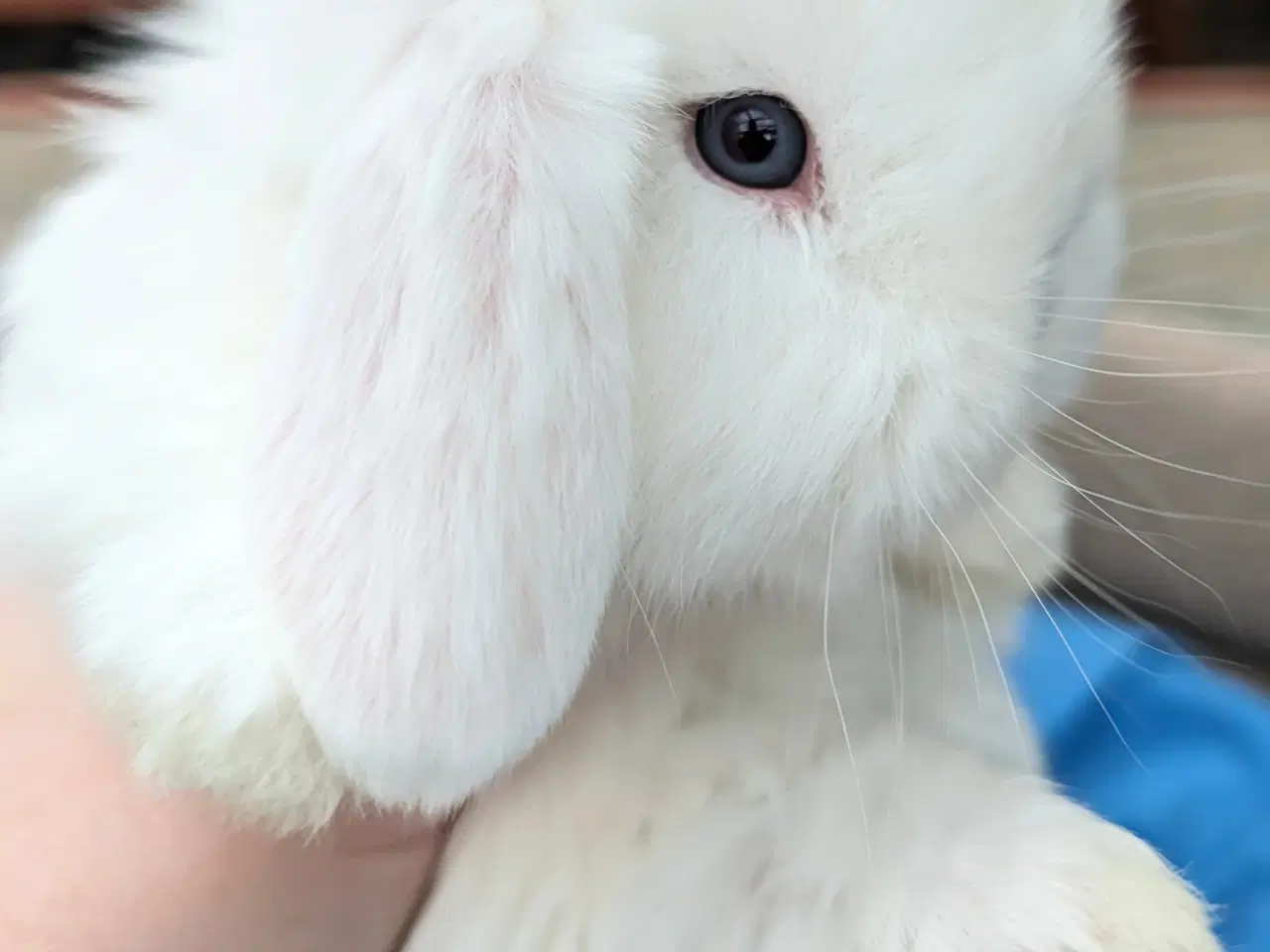 Billede 5 - Minilop kaninunge sælges