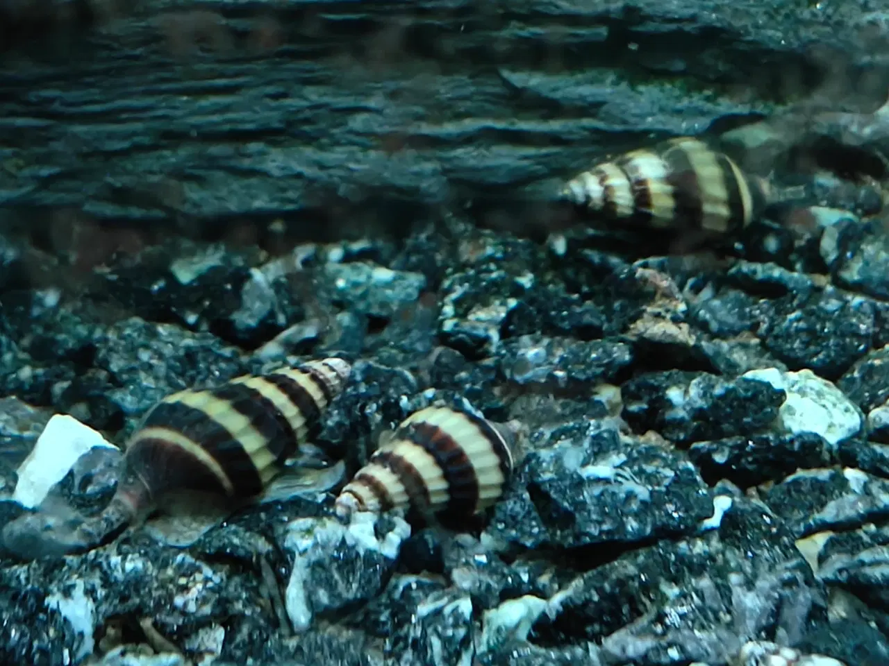 Billede 1 - helena snegle