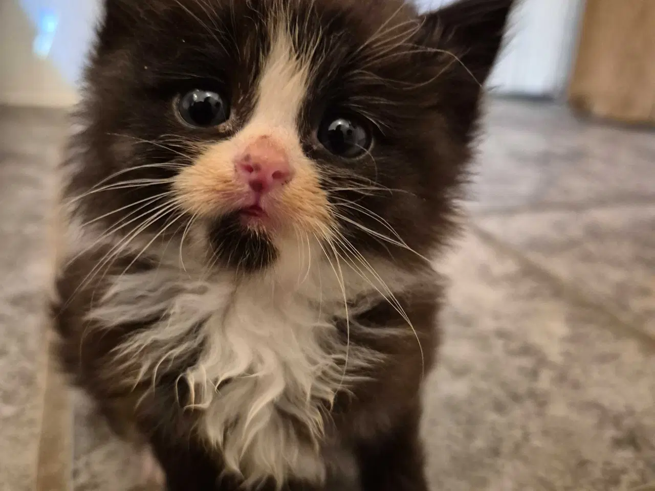 Billede 1 - 1/2 Ragdoll