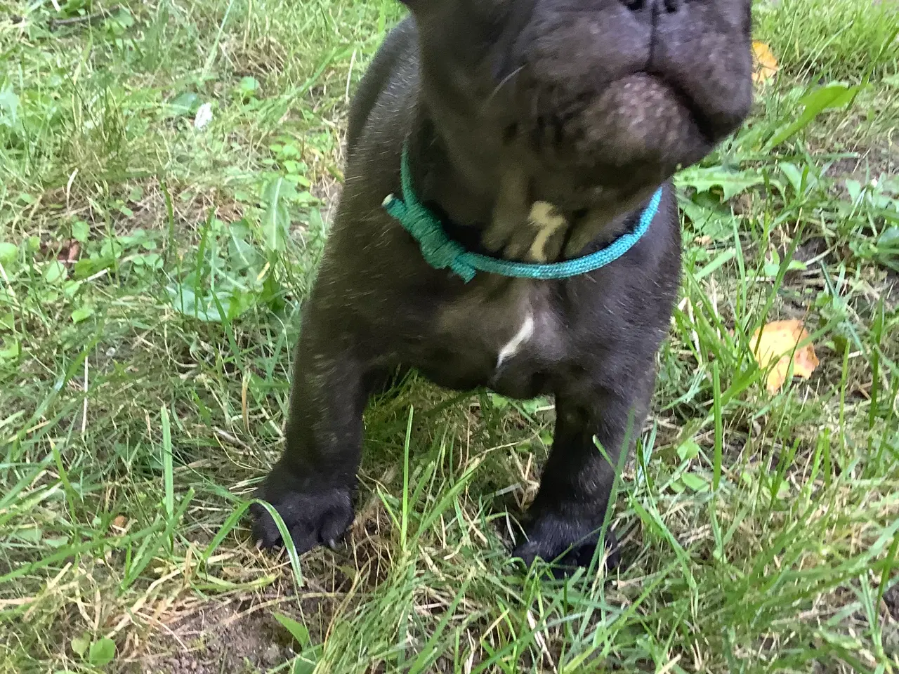 Billede 4 - Fransk bulldog hvalpe