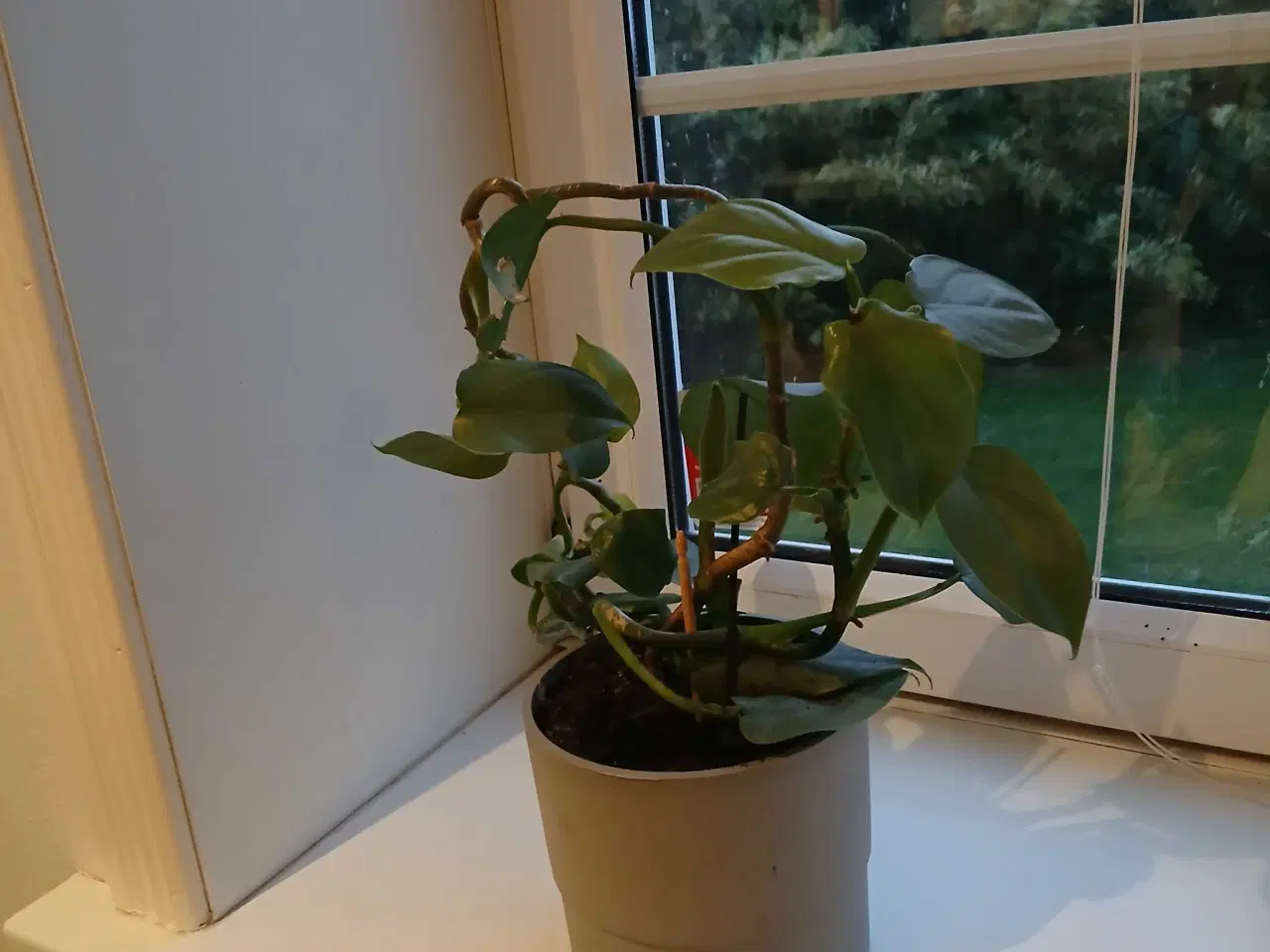 Billede 7 - Diverse planter og krukker