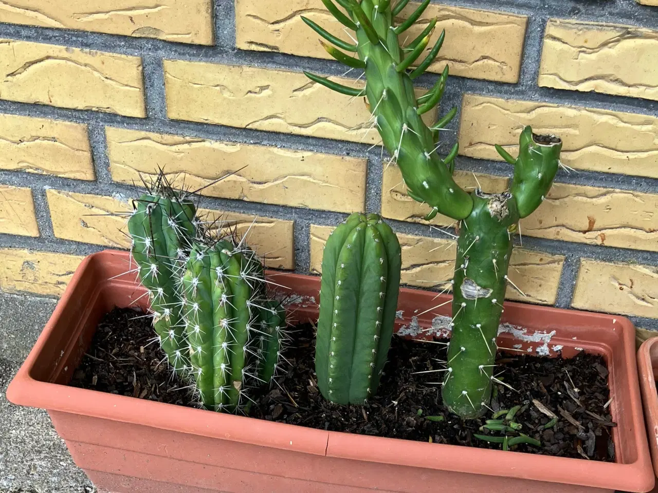 Billede 8 - Kaktuser