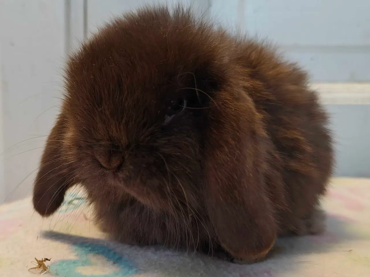 Billede 11 - Minilop