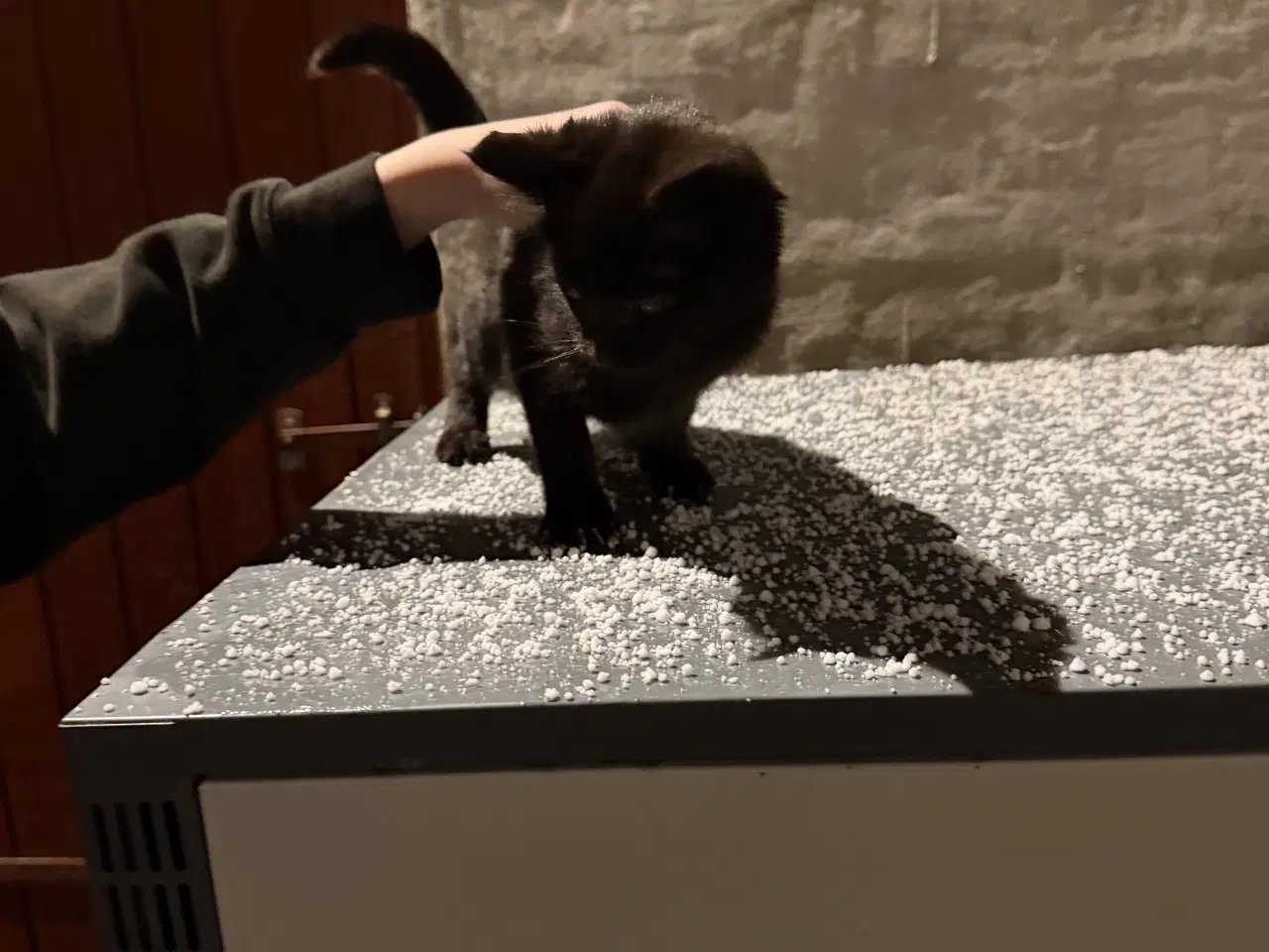 Billede 2 - Kattekilling søger nye hjem