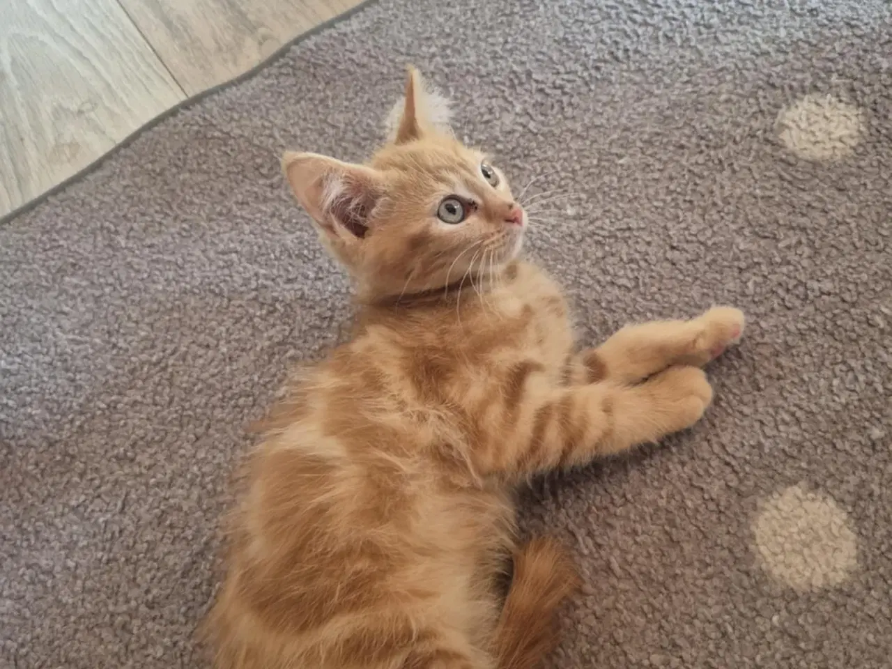 Billede 4 - Maine coon blanding 