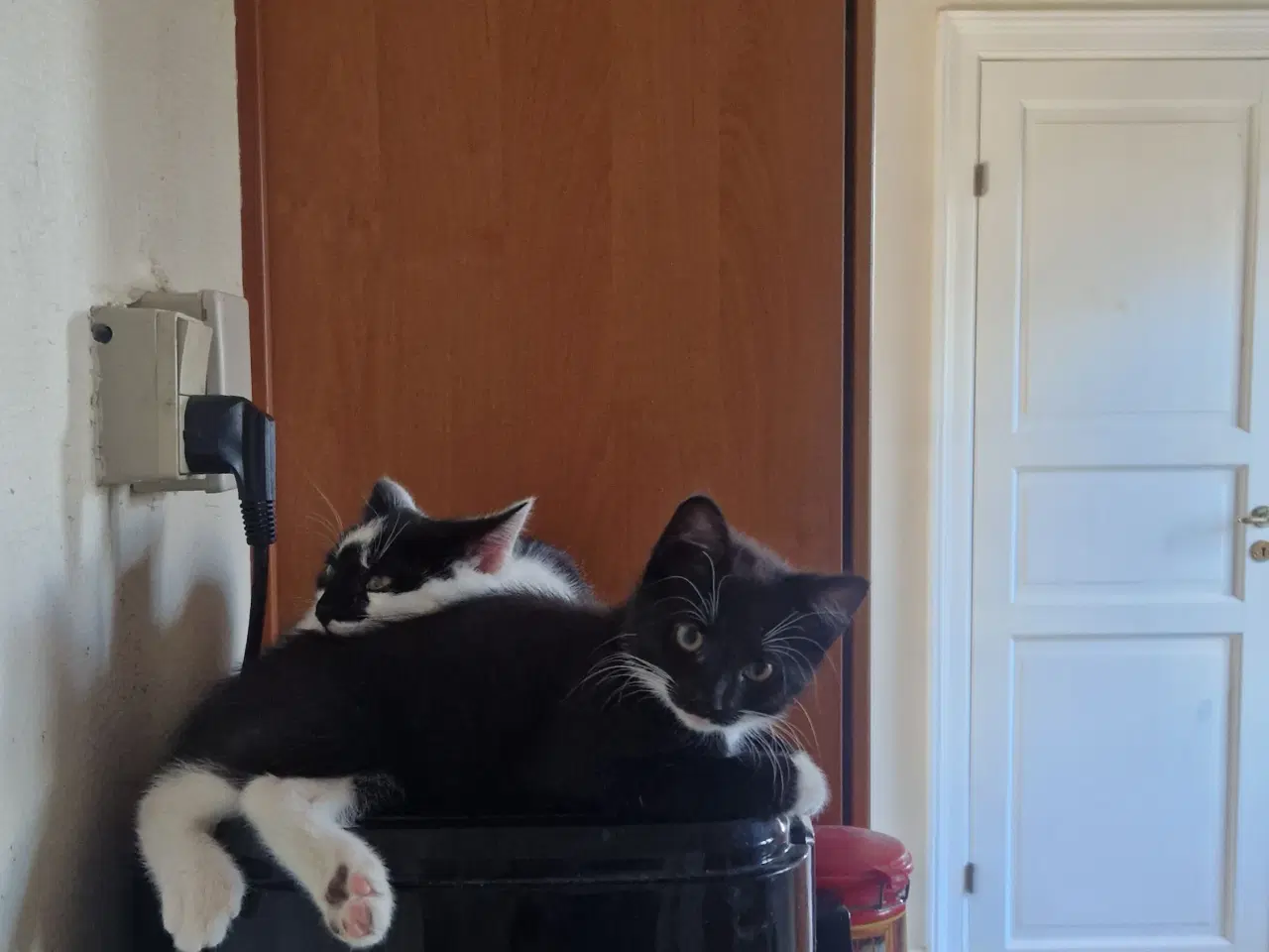 Billede 4 - kattekillinger