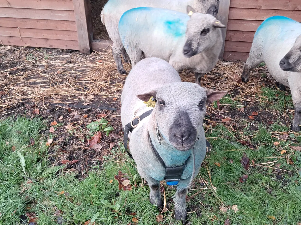 Billede 2 - Shropshire vædder fra 2024