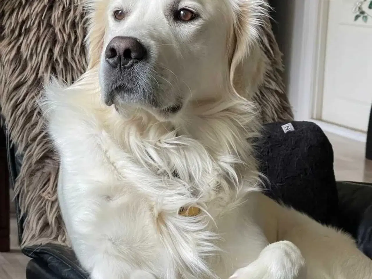 Billede 12 - Golden Retriever/ Tysk langhåret Labrador hvalpe